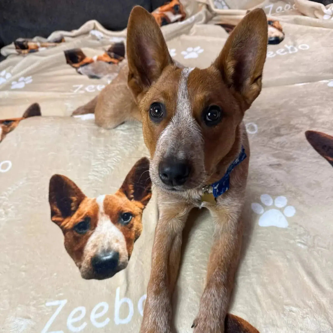Zeebo with his new plush custom dog blanket! Perfect for a cozy afternoon nap!