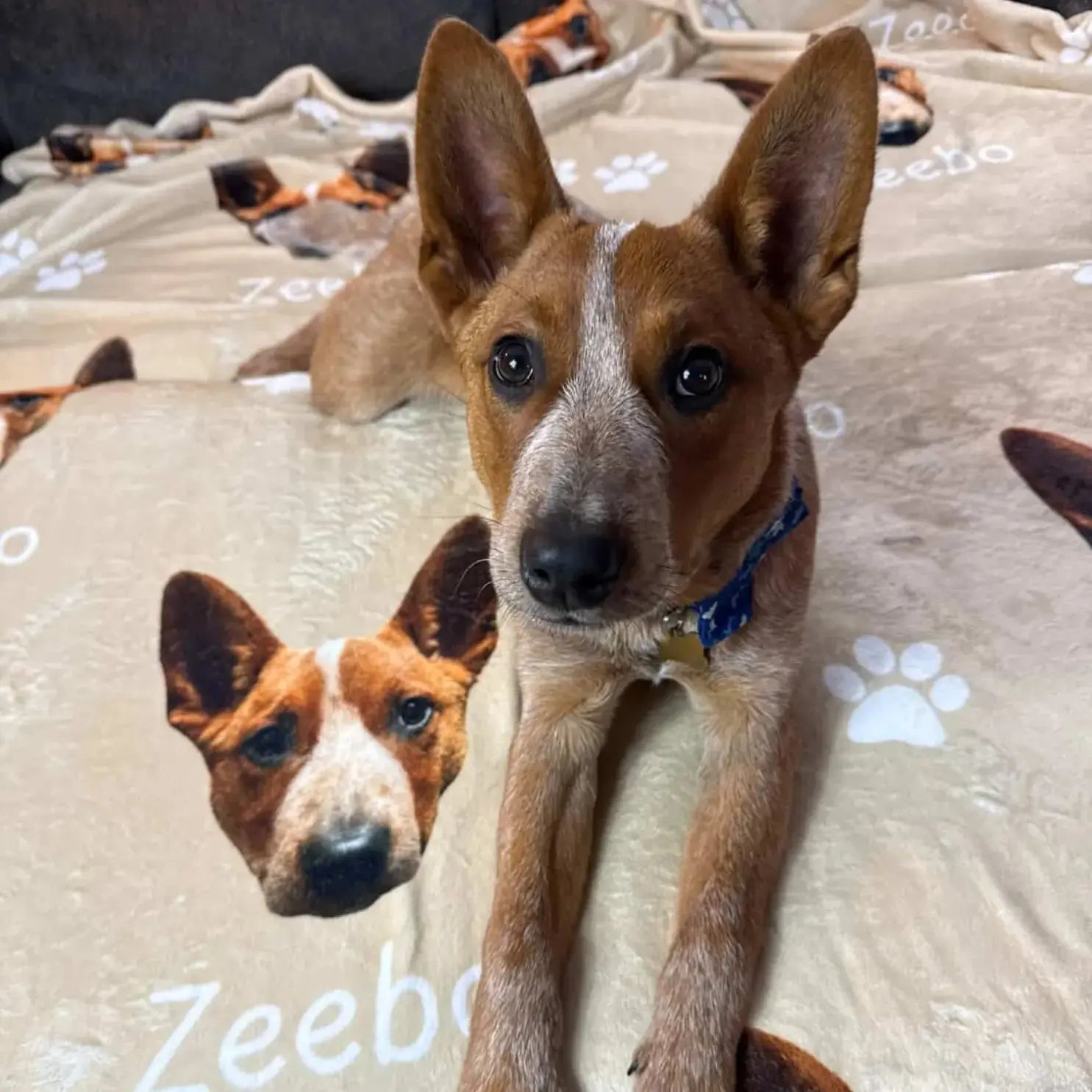 Zeebo with his new plush custom dog blanket! Perfect for a cozy afternoon nap!