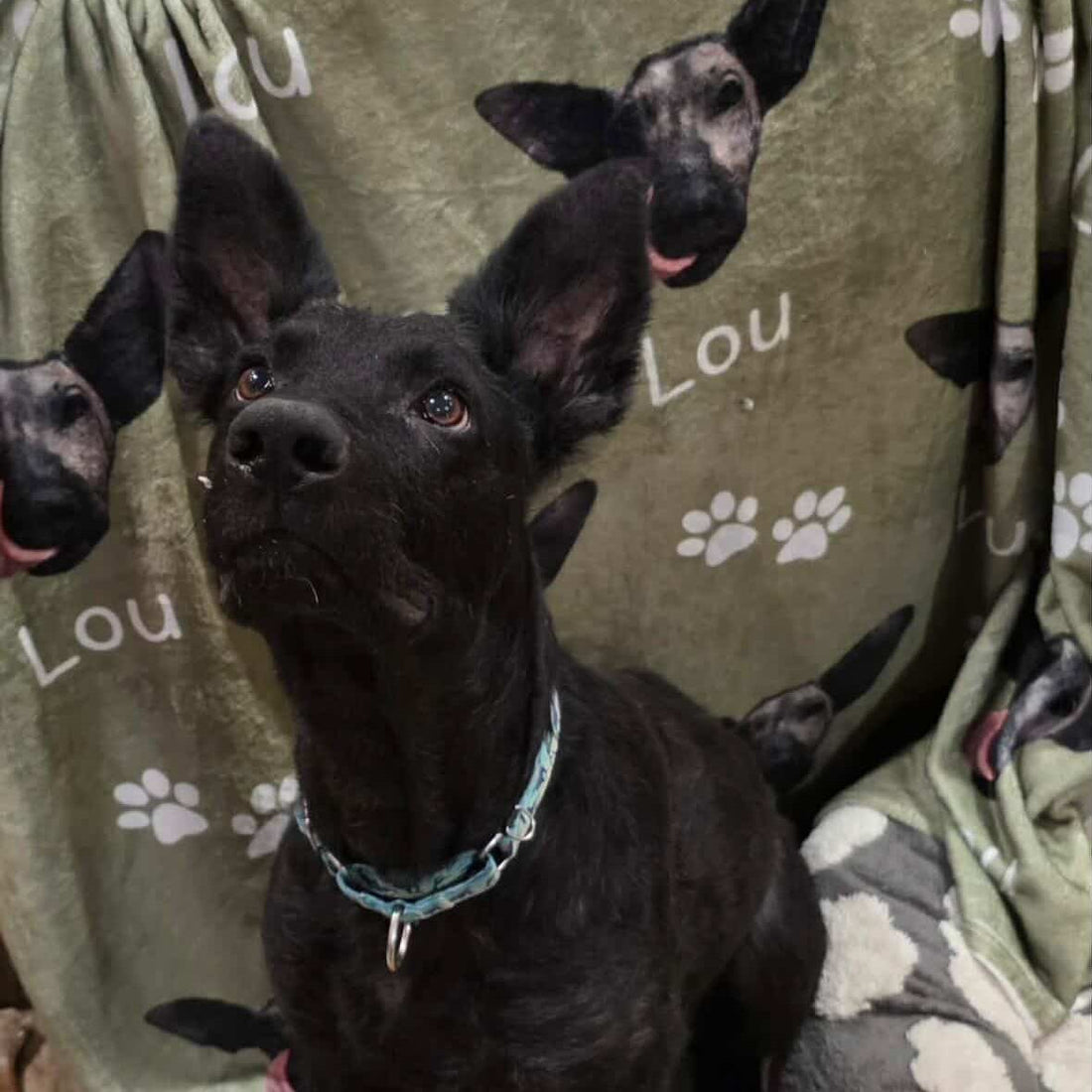 Crazy What a Little Love Can Do- The Story of Lou the German Shepard