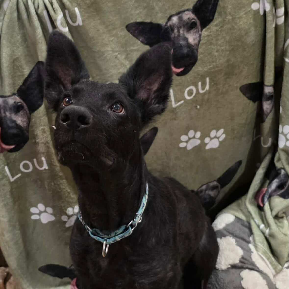 Crazy What a Little Love Can Do- The Story of Lou the German Shepard