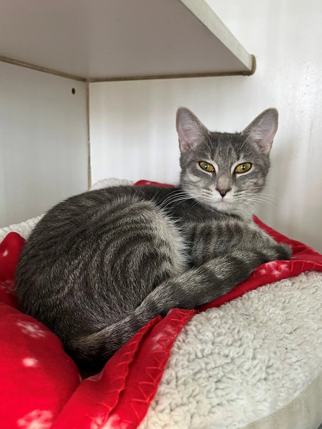 A rescue cat with her own blanket that was donated to her
