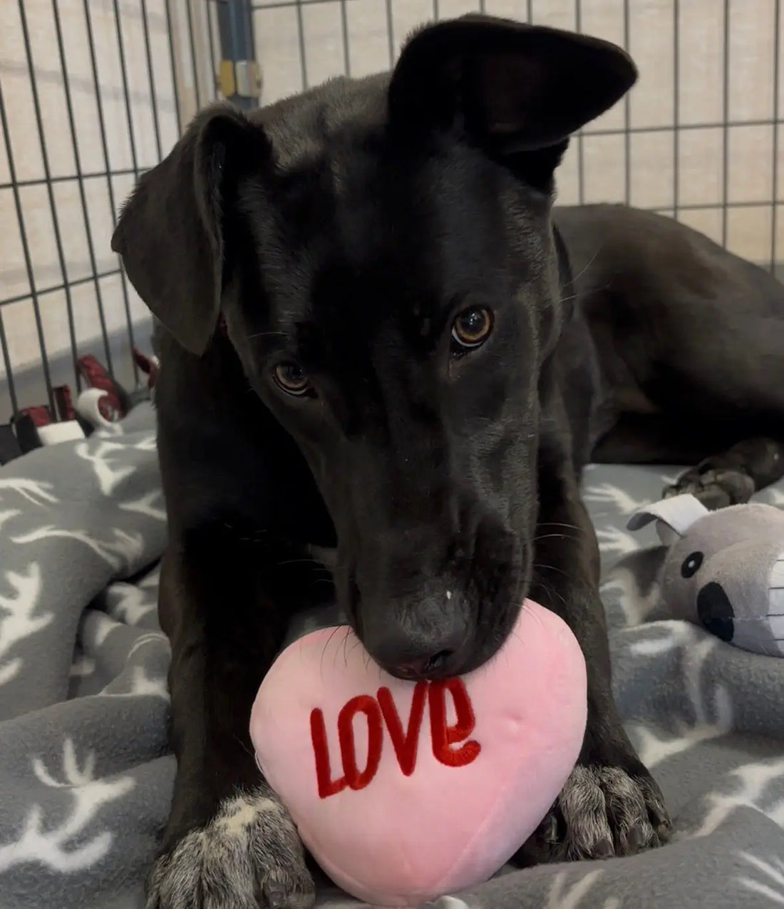 Donating stuffed animals to a local rescue?