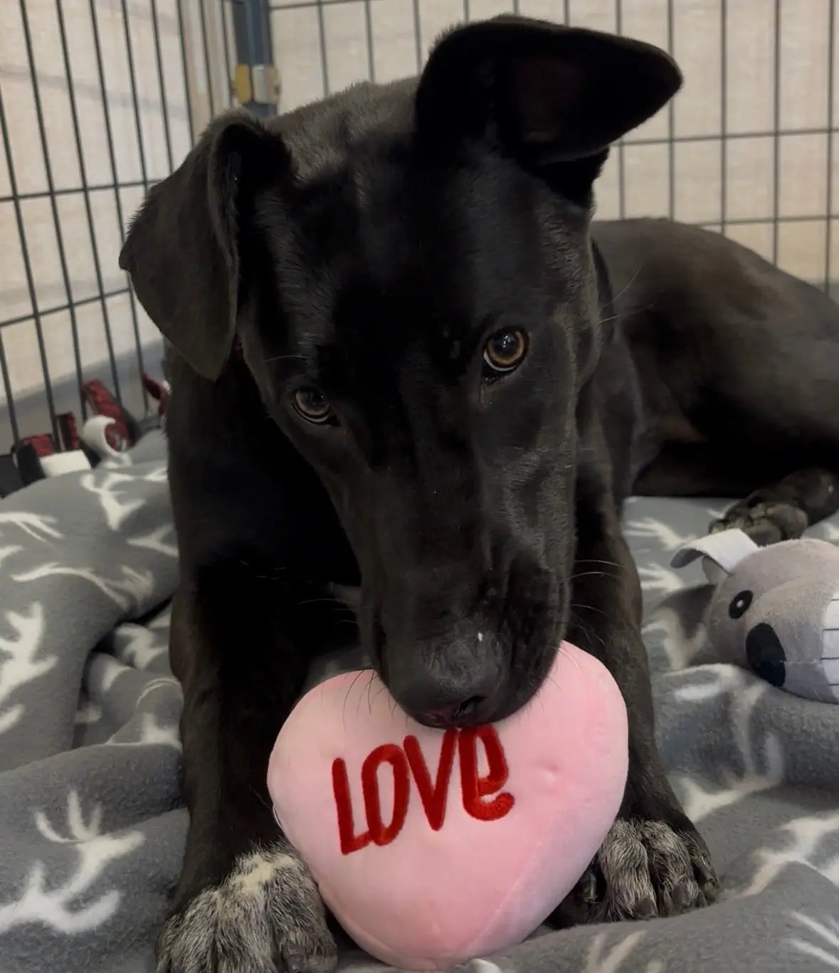 Donating stuffed animals to a local rescue?