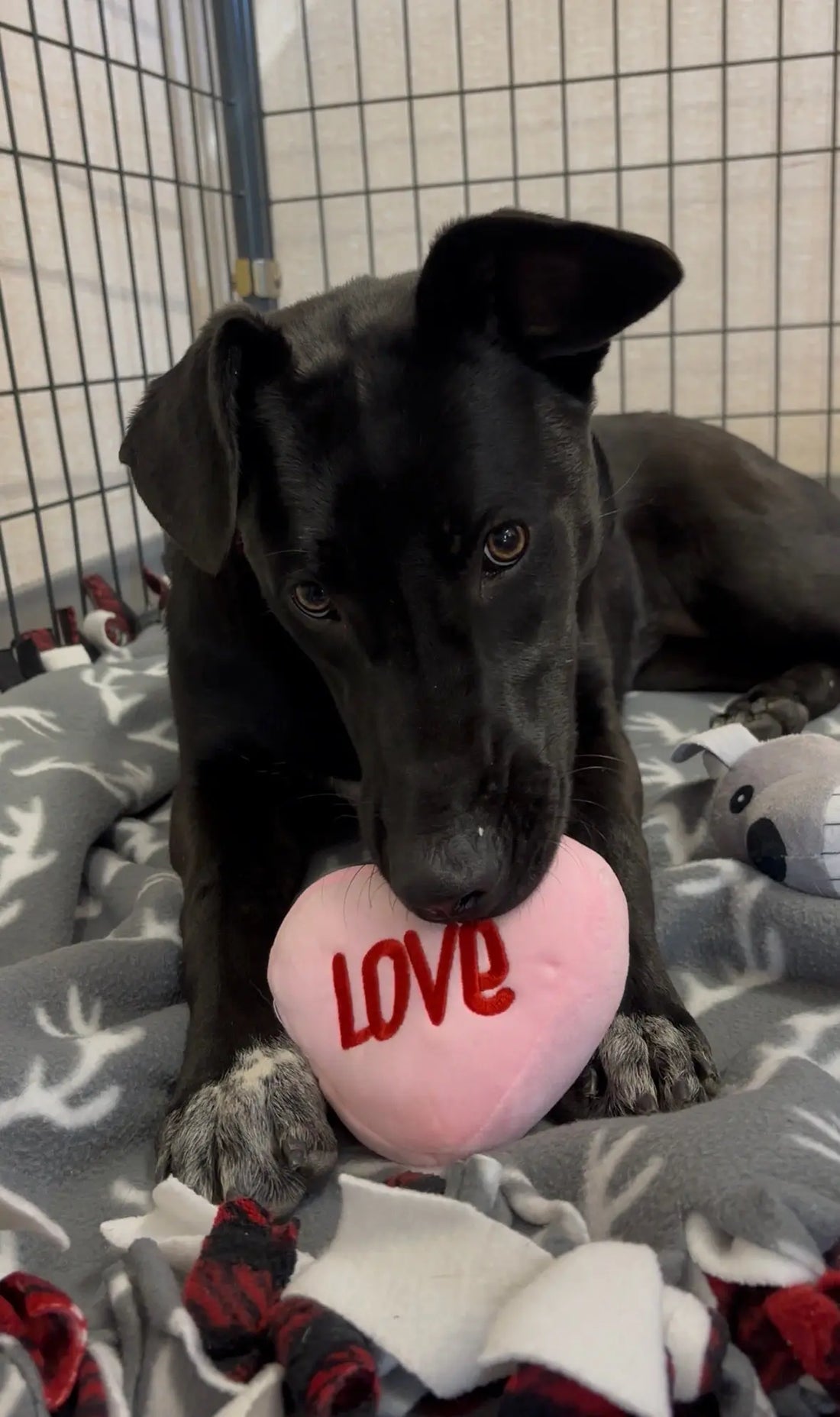 This is Holly, who is a rescue at the Salem Animal Rescue League looking for her forever home! She loved spending some time with us playing with her new toys!