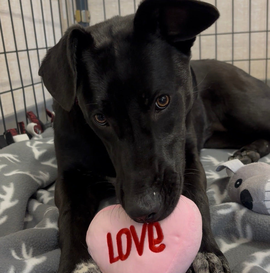 Animal Shelter Donation Ideas: Blankets and Other Overlooked Needs