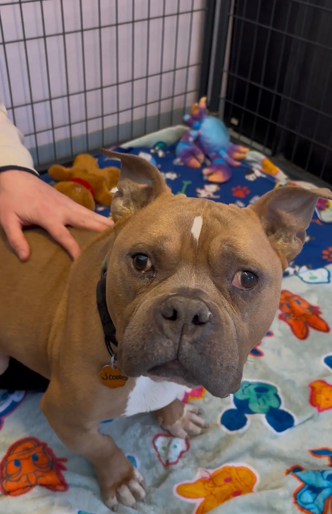 Scooby is a pup at the Salem Animal Rescue League waiting for his forever home! He was lucky enough to get some comfy blankets donated to him!