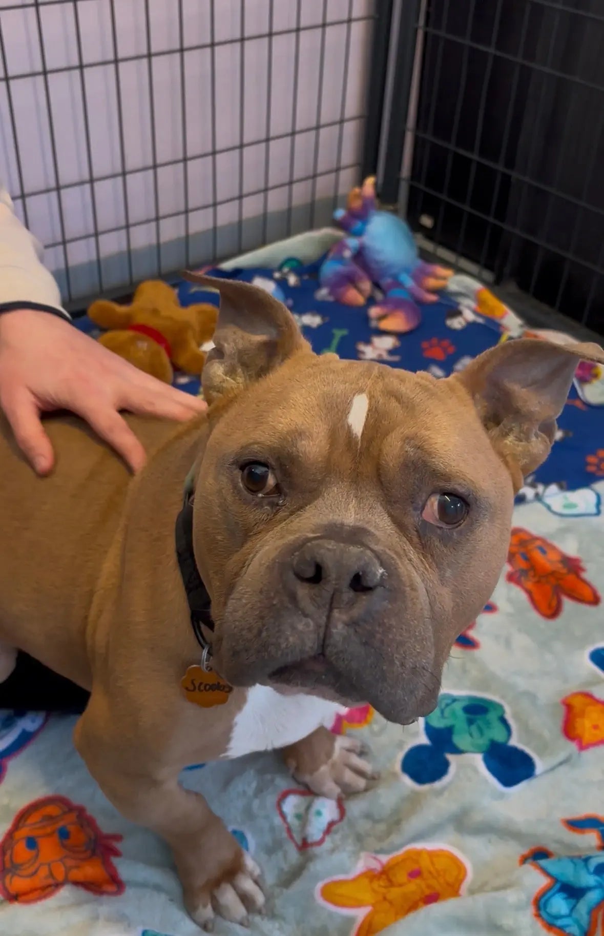 Scooby is a pup at the Salem Animal Rescue League waiting for his forever home! He was lucky enough to get some comfy blankets donated to him!