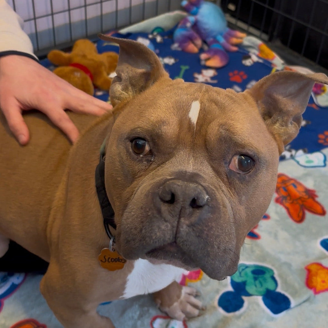 The Truth About Senior Dog Adoption (And Why It's Worth It)