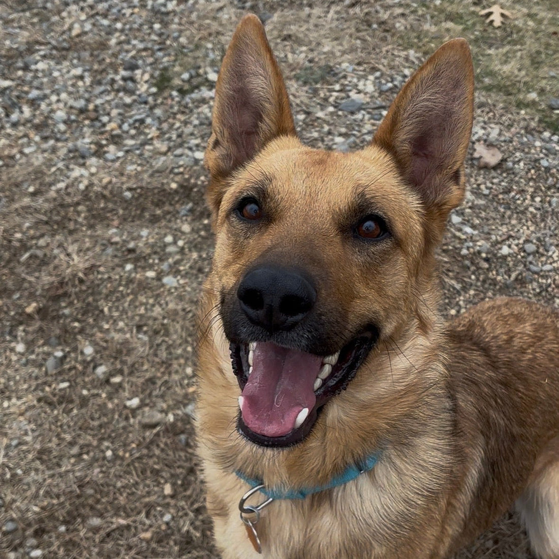 Meet Some of the Shelter Pups You Helped Last Month!
