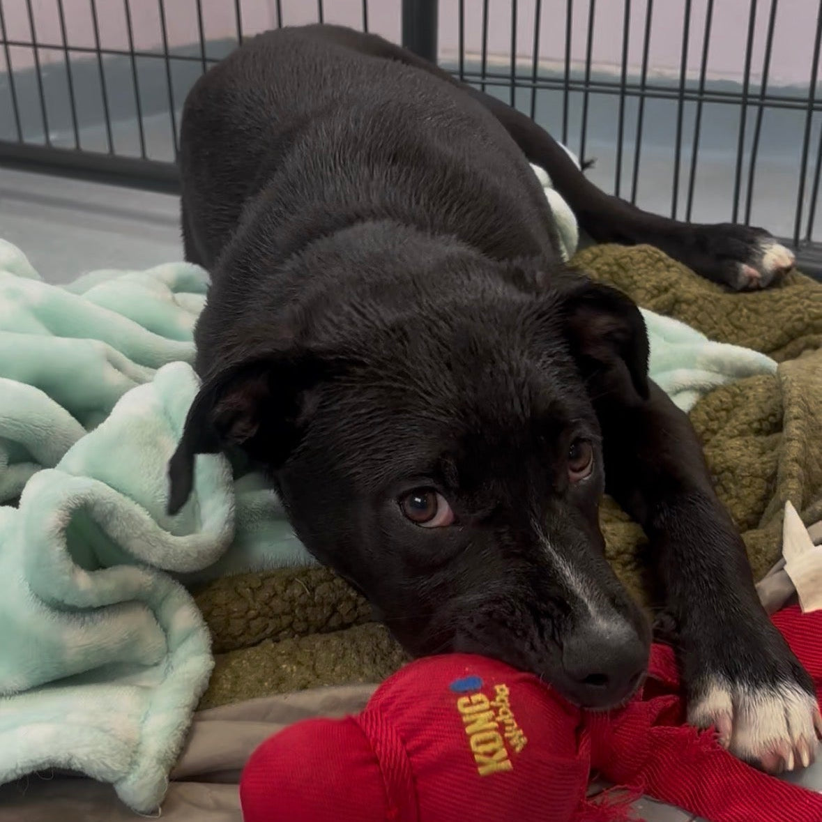 Kiwi is an adoptable dog from Salem Animal Rescue League