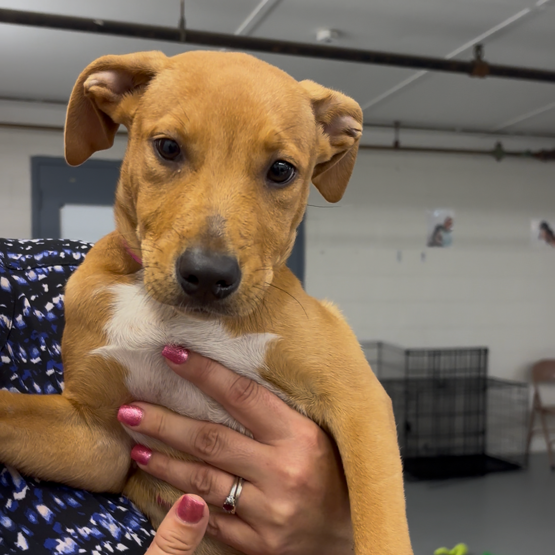 Our Second Donation Drive Drop-Off to Sweet Paws Rescue
