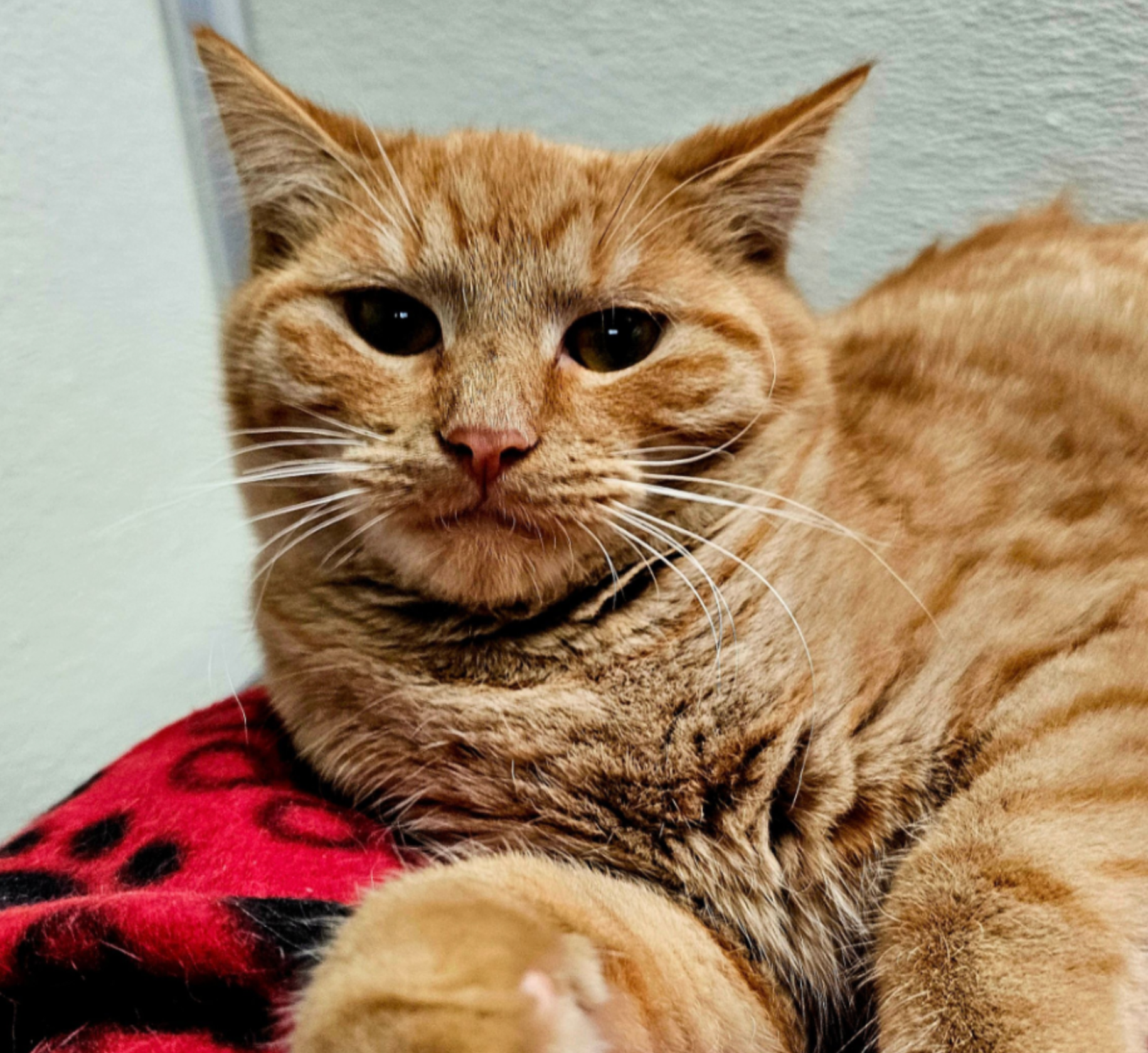 Our Largest Blanket Donation Yet! See How We Were Able to Donate 92 Blankets to a Rescue in Michigan!