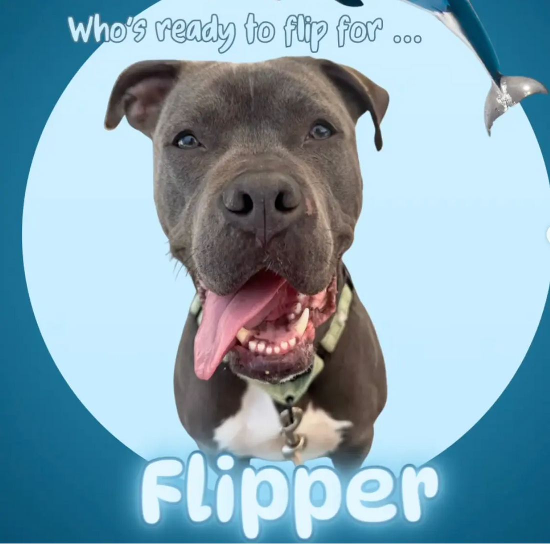 Flipper the adoptable pitbull waiting for a forever home at an animal shelter