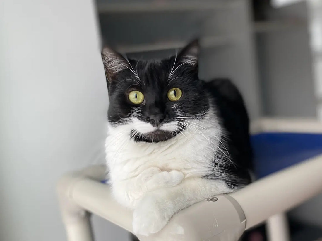 Evelyn is a cat located at the Merrimack River Feline Rescue Society looking for her forever home!