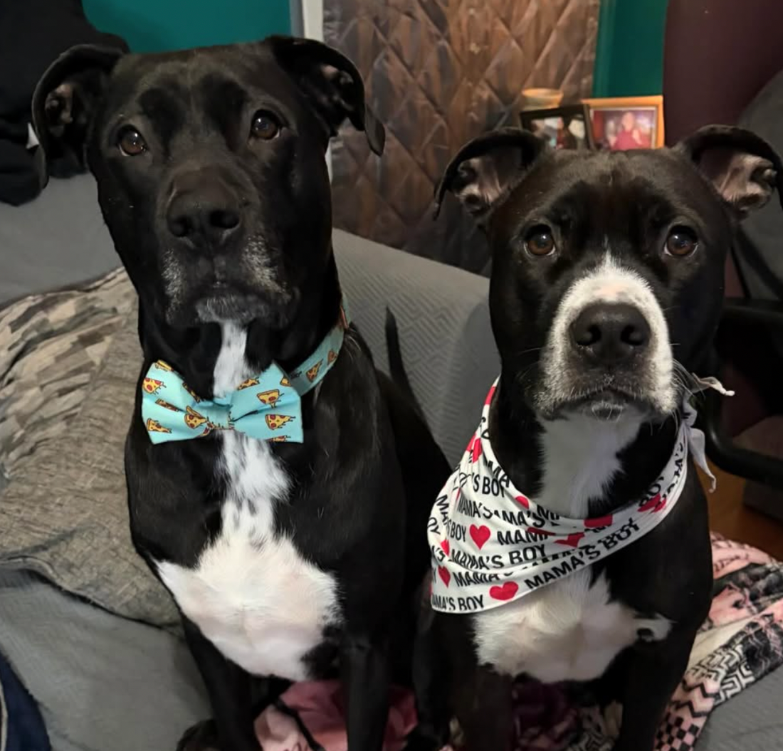 Onyx and Oakland are our first giveaway winners for a custom dog blanket!