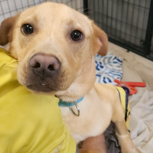 Our Third Donation Drive Drop-Off to Salem Animal Rescue League