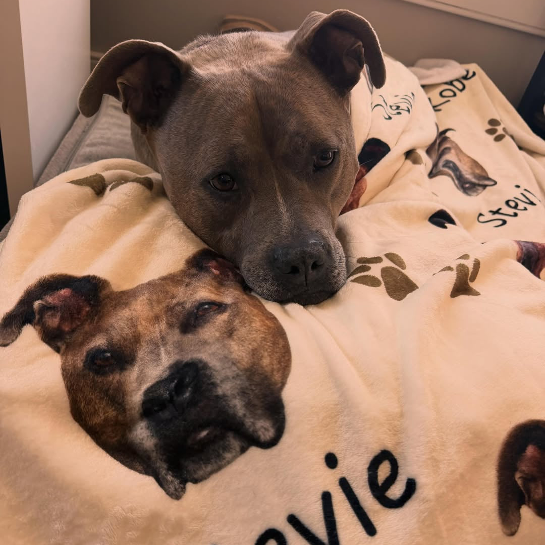 Holiday Gift Guide For Dog Lovers