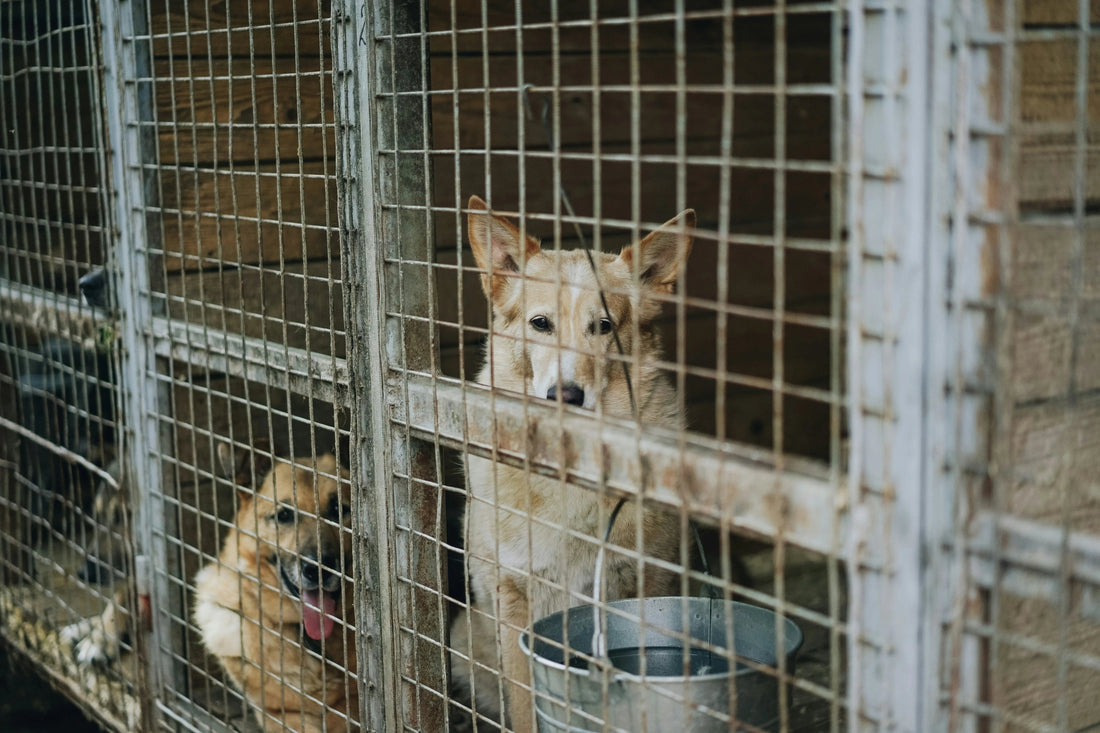 Help shelter dogs by purchasing a blanket from Dogwood Pack!