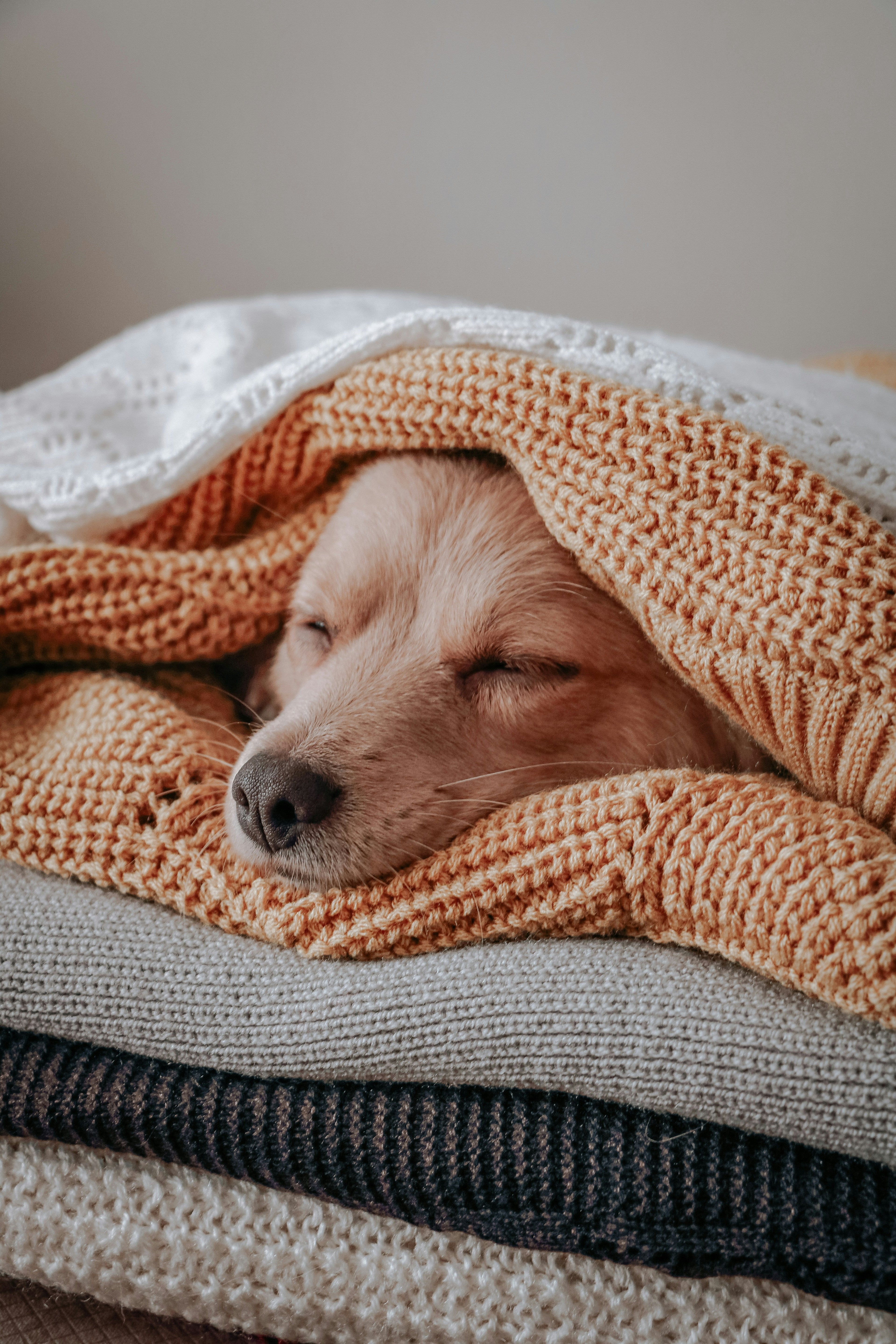 How to Choose the Right Dog Blanket Size