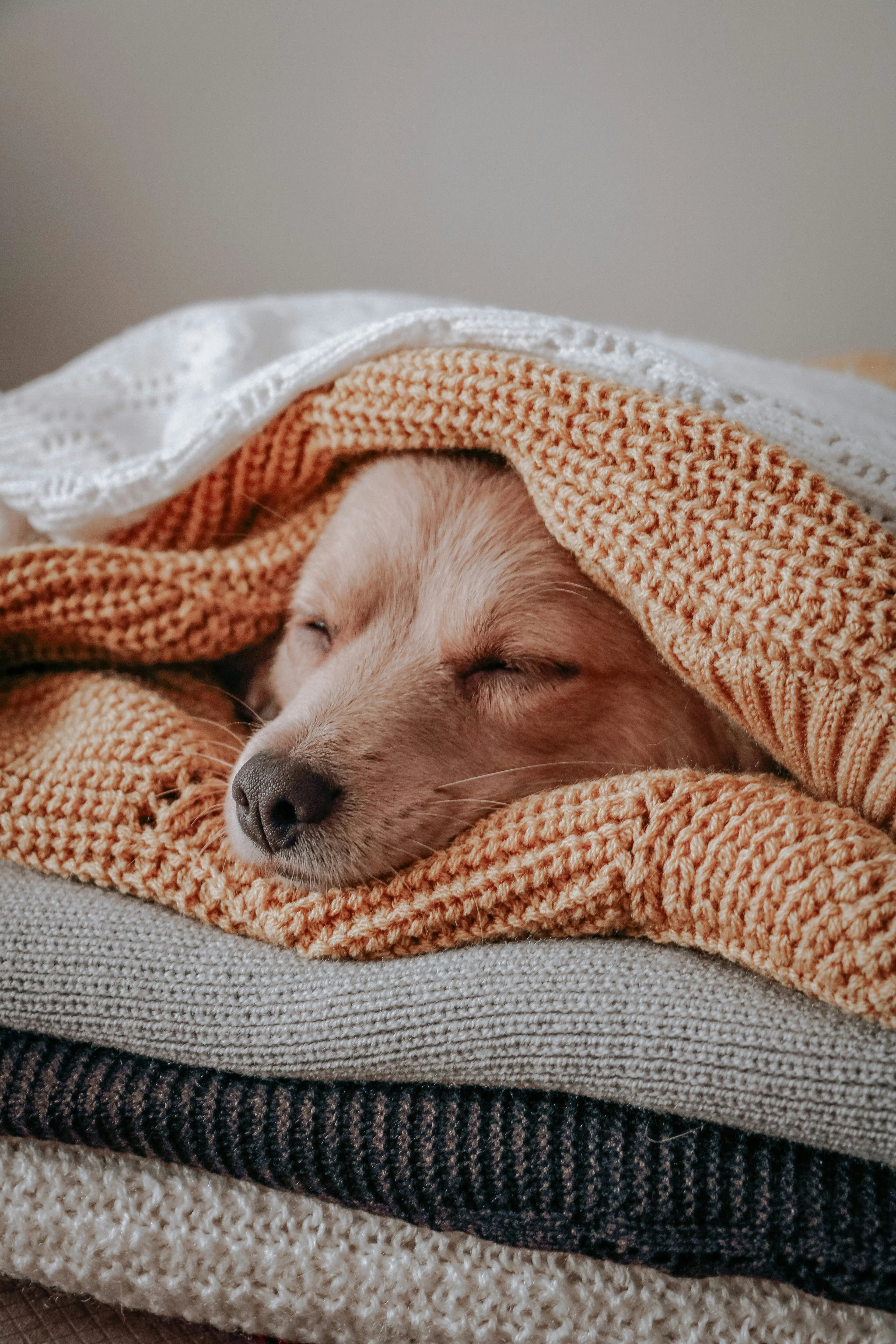 How to Choose the Right Dog Blanket Size