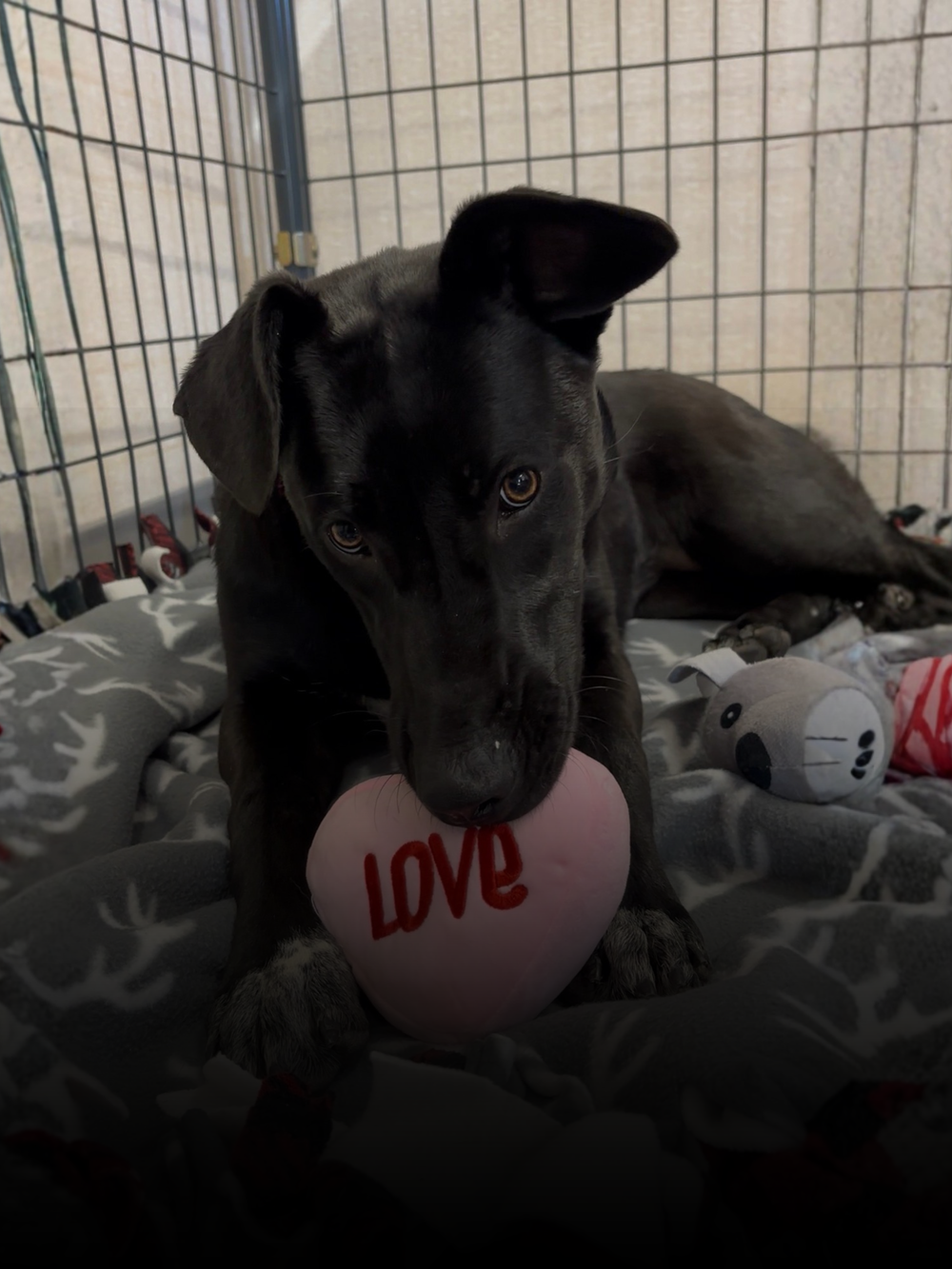 Holly the shelter dog laying on comfy donated blankets