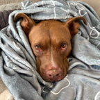 Diesel the rescue mix sleeping under cozy Wolf Paw Dog Blanket - Plush & Sherpa Pet Blanket for Dogs and Cats