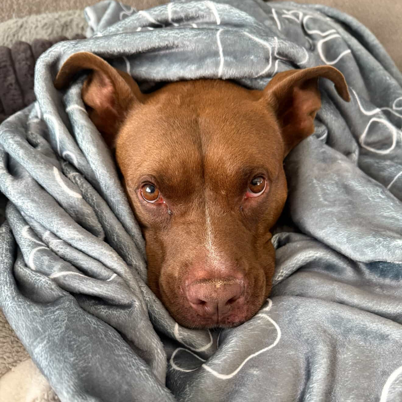 Diesel the rescue mix sleeping under cozy Wolf Paw Dog Blanket - Plush & Sherpa Pet Blanket for Dogs and Cats