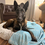 Belgian Malinois laying on cozy Custom Dog Blanket - Personalized Bubble Name Pet Blanket