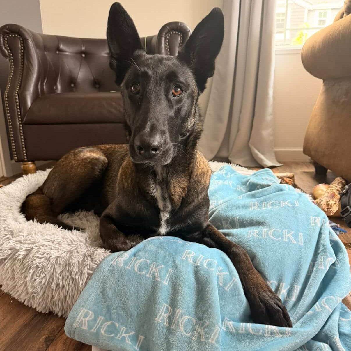 Belgian Malinois laying on cozy Custom Dog Blanket - Personalized Bubble Name Pet Blanket