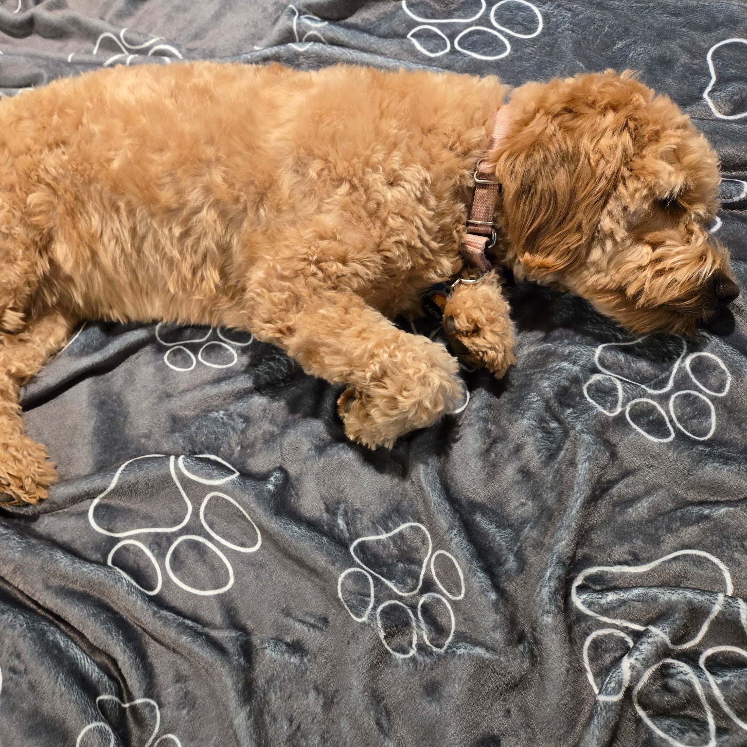 Goldendoodle sleeping on cozy Wolf Paw Dog Blanket - Plush & Sherpa Pet Blanket for Dogs and Cats Dogwood Pack