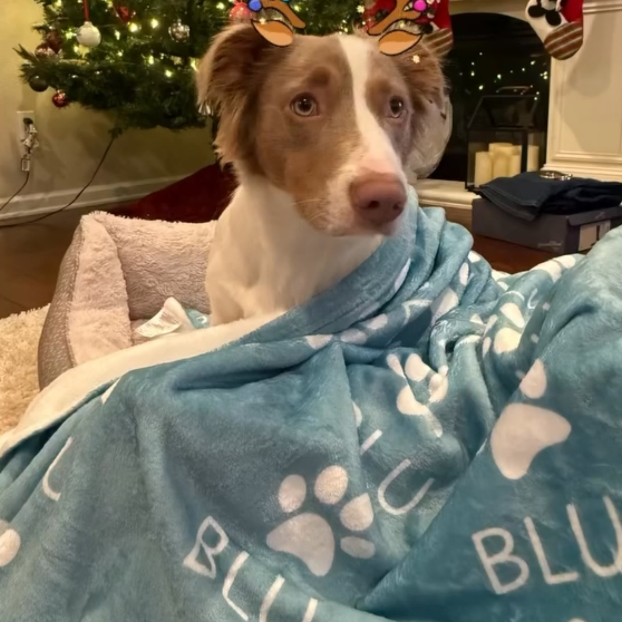 Dogwood Pack Custom Name Dog Blanket