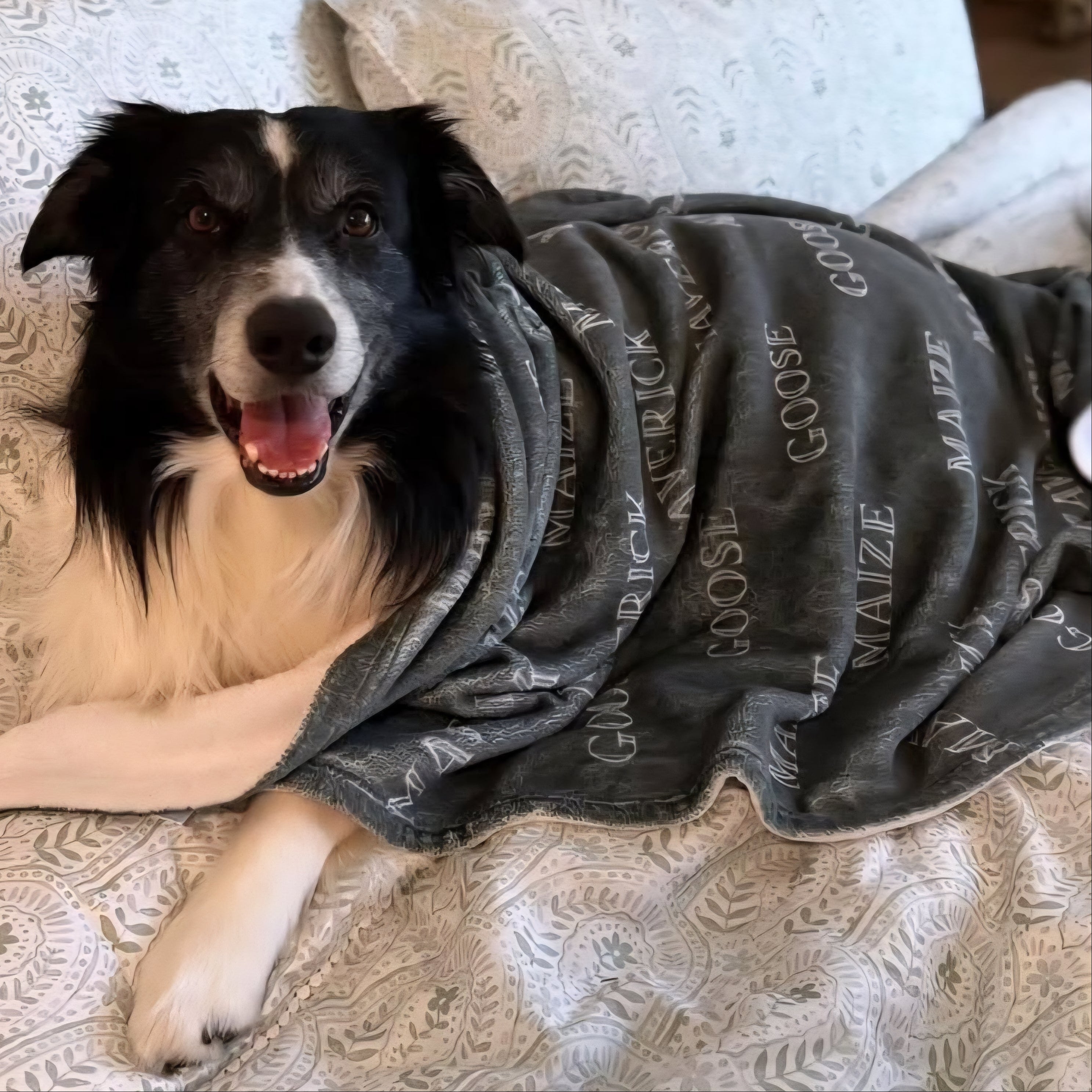 Border Collie Laying under cozy Custom Dog Blanket - Personalized Bubble Name Pet Blanket