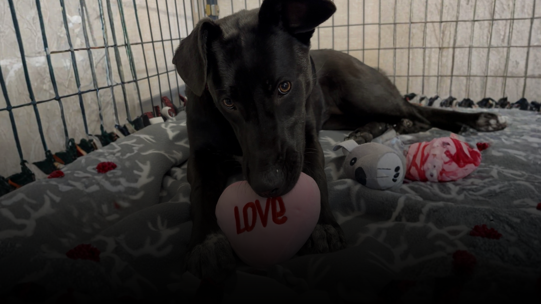Holly the shelter dog laying on comfy donated blankets